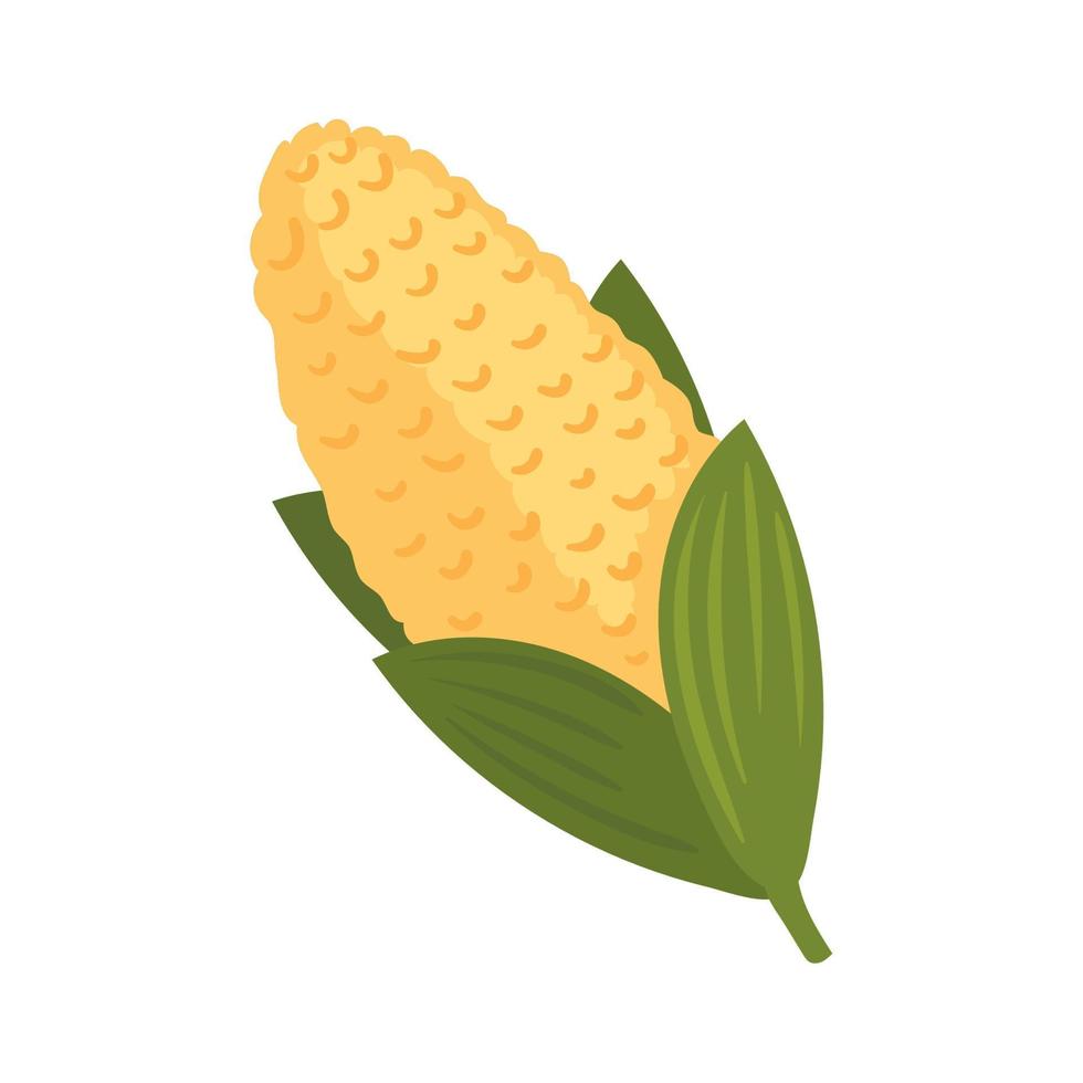 corn fresh vegetable vector