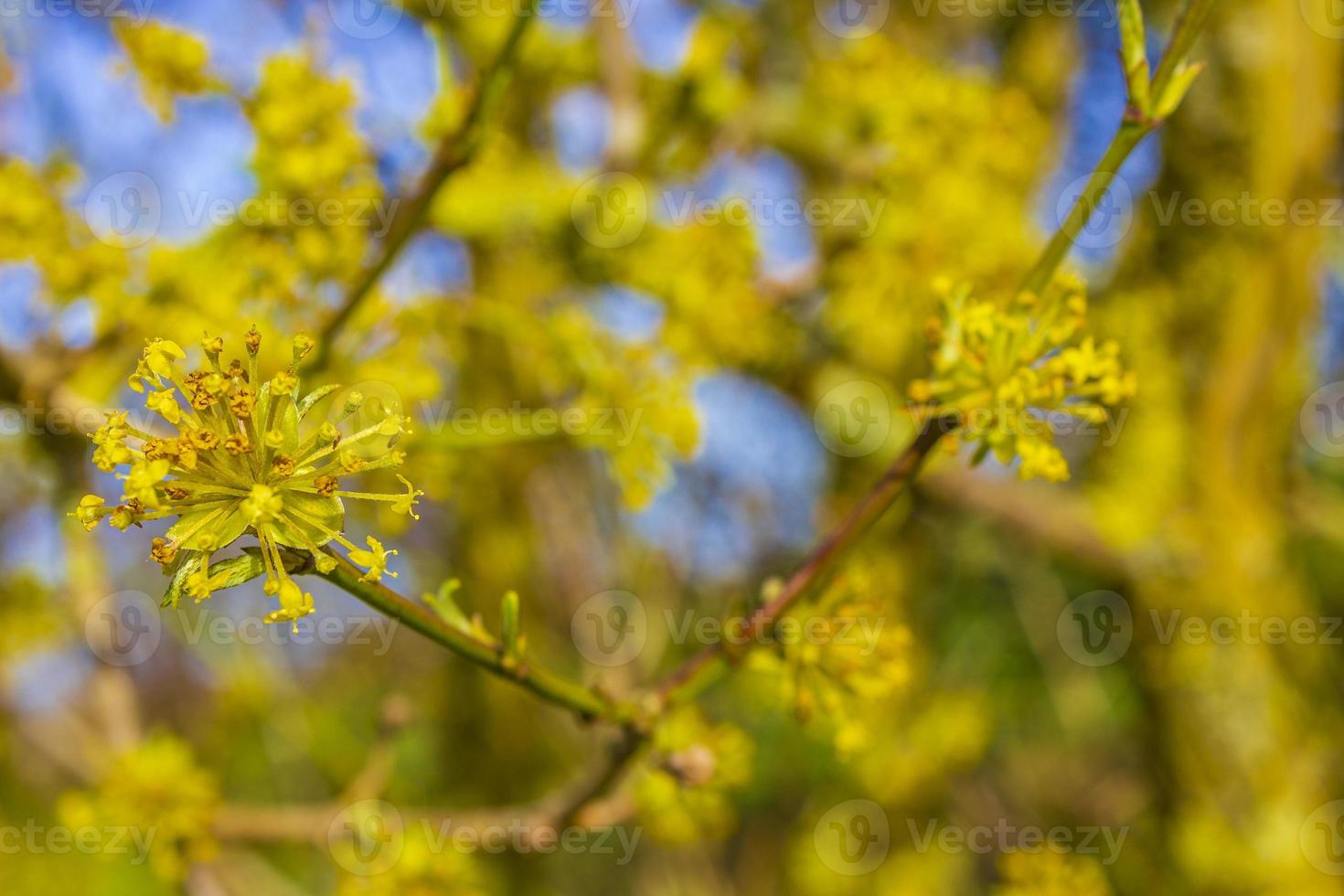 Forsythia a beautiful spring bush with yellow flowers Germany. photo