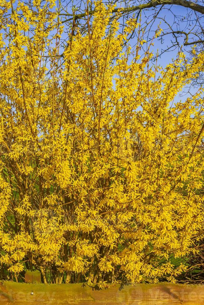 forsythia un hermoso arbusto primaveral con flores amarillas alemania. foto