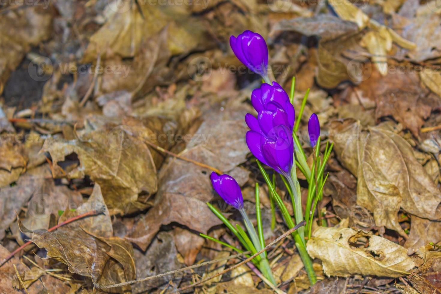 Crocus on the forest floor with foliage and grass Germany. photo