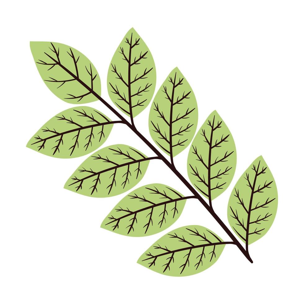 branch with leafs foliage vector