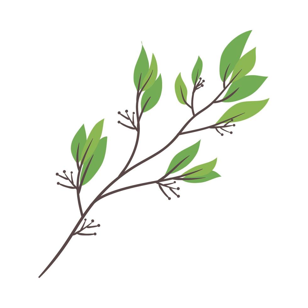 branch with leafs plant vector