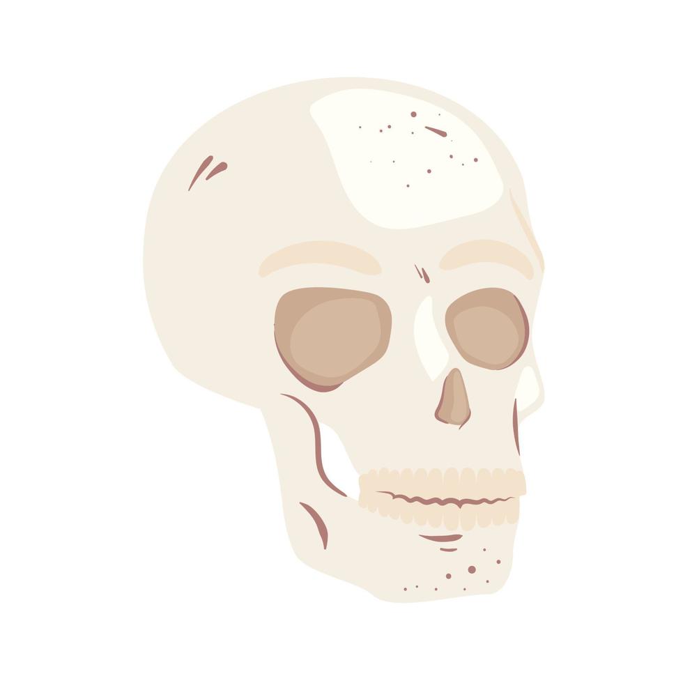 skeleton head bone vector