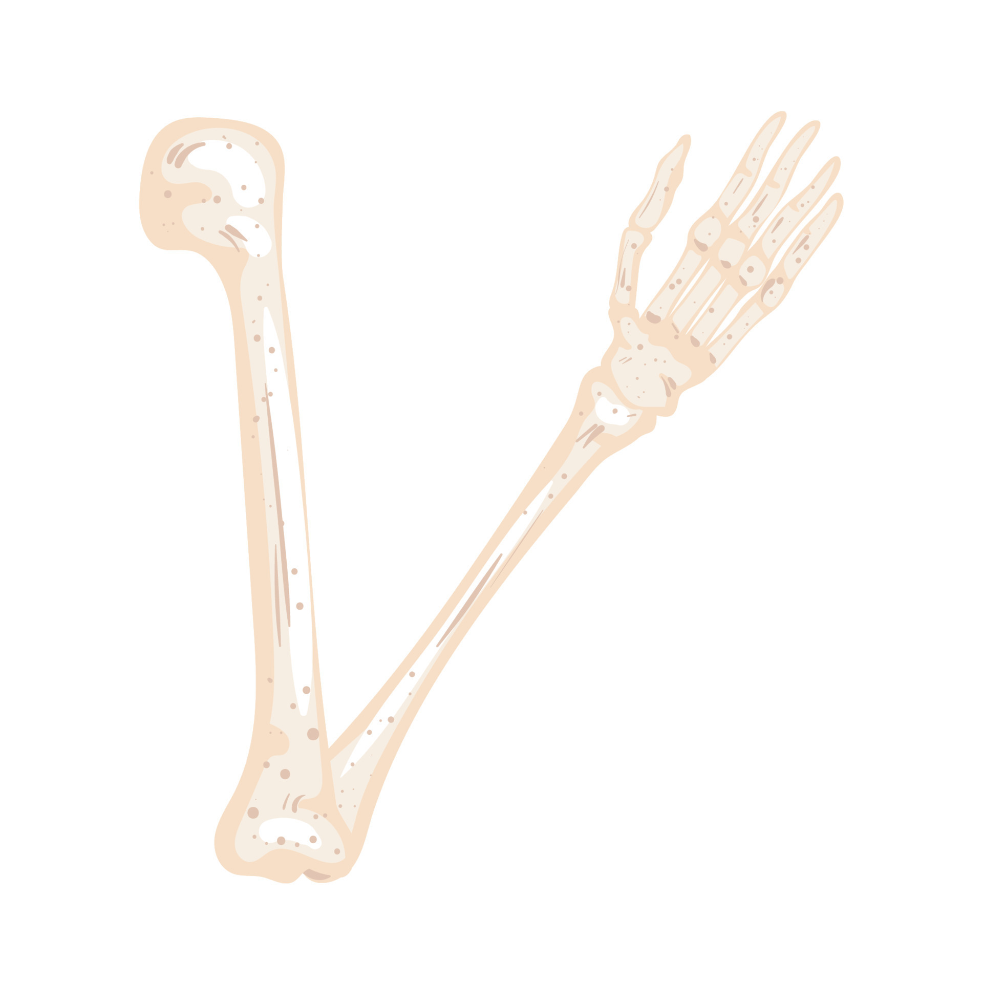 skeleton arm bone 11264416 Vector Art at Vecteezy