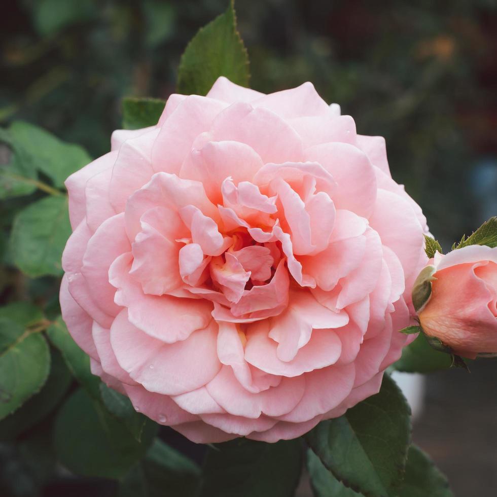 A clear pink rose in the garden on a blurry background. photo