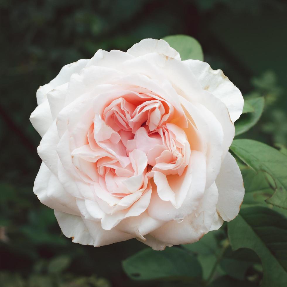 A clear light pink rose flower blossom in the garden on a blurry background. photo