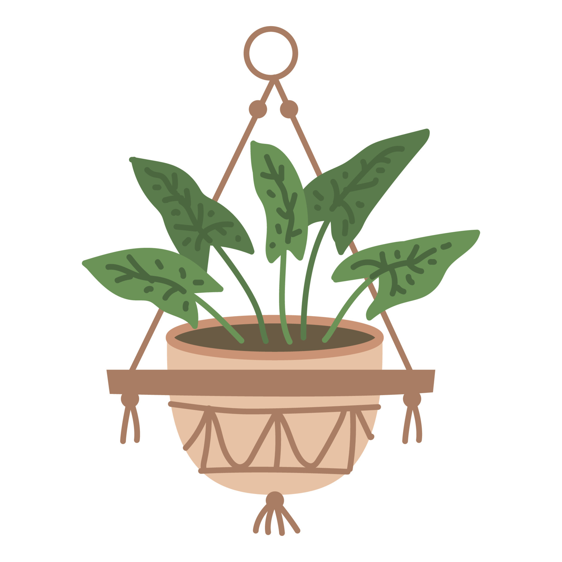 Plant in hanging pot. Houseplant hang on rope, decorative indoor plant