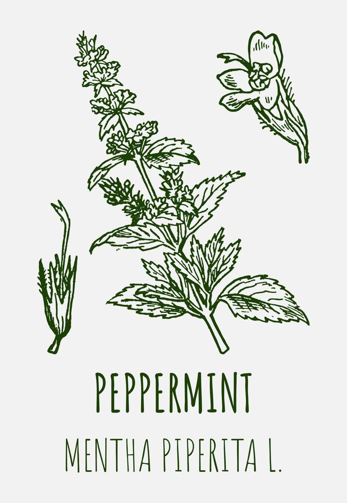 Vector drawings of peppermint. Hand drawn illustration. Latin name MENTHA PIPERITA L.
