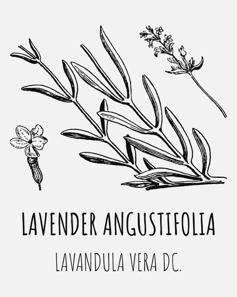 Vector drawings of lavender. Hand drawn illustration. Latin name LAVENDER ANGUSTIFOLIA.