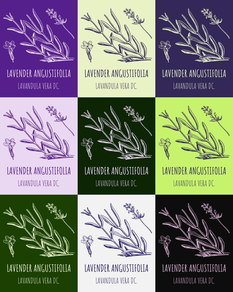 Set of vector drawings of lavender in different colors. Hand drawn illustration. Latin name LAVENDER ANGUSTIFOLIA.