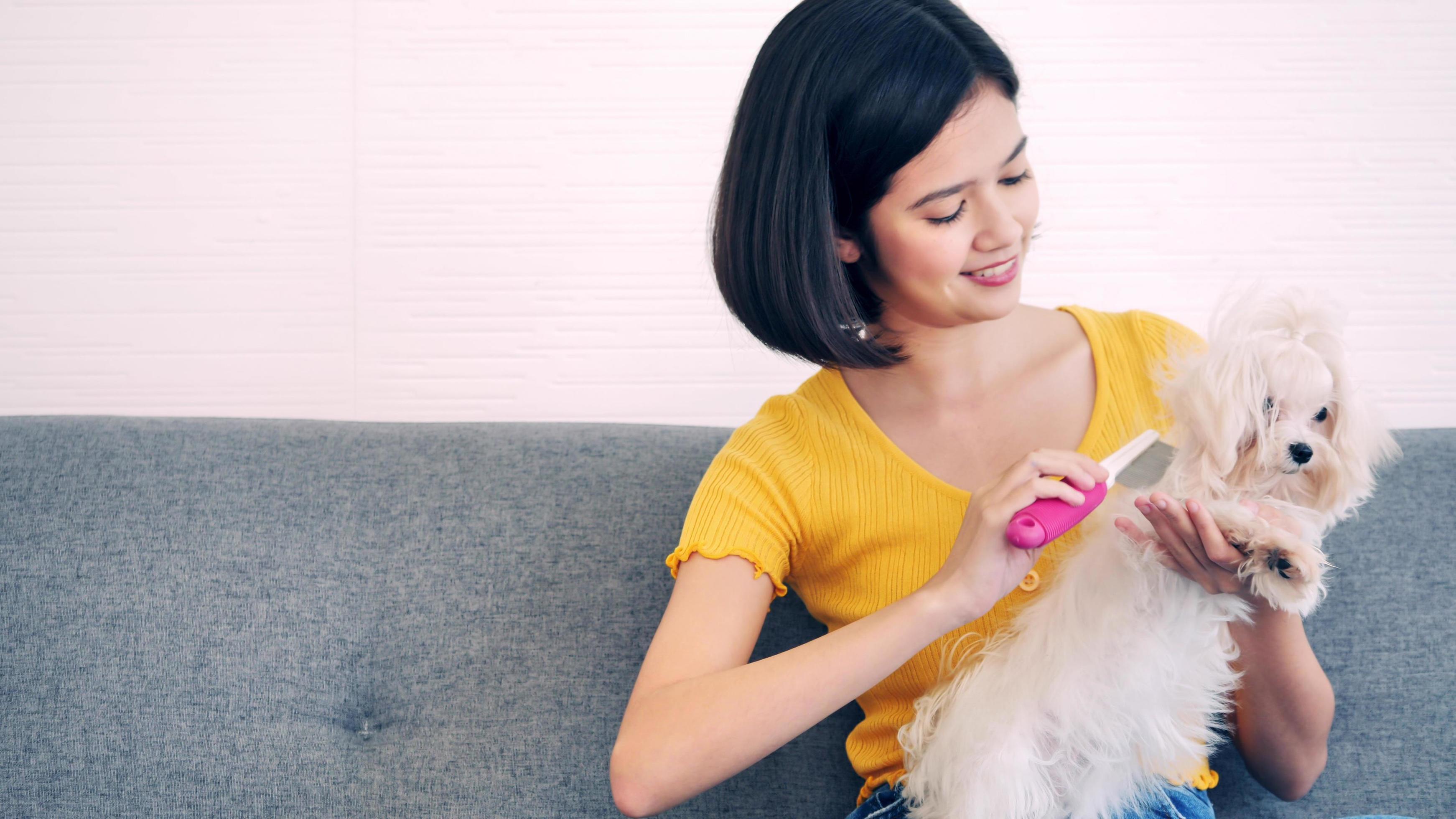 Beautiful woman combing shihtzu dog hairs and sitting on a sofa at home