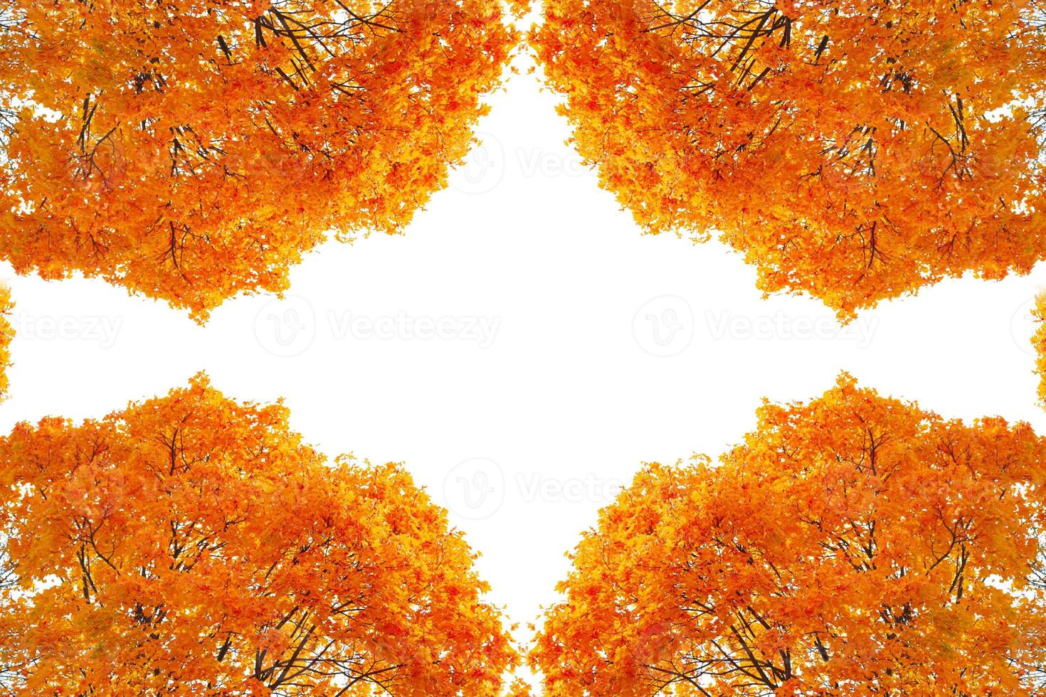 Bright colorful autumn leaves. nature photo