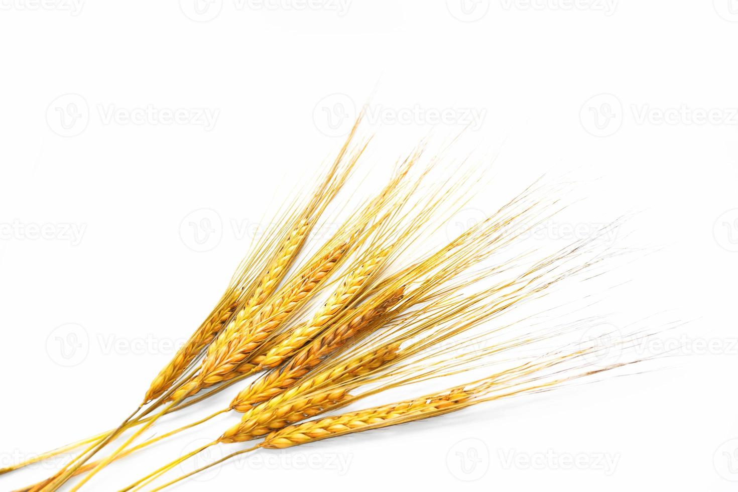 Wheat ears isolated on white background. photo