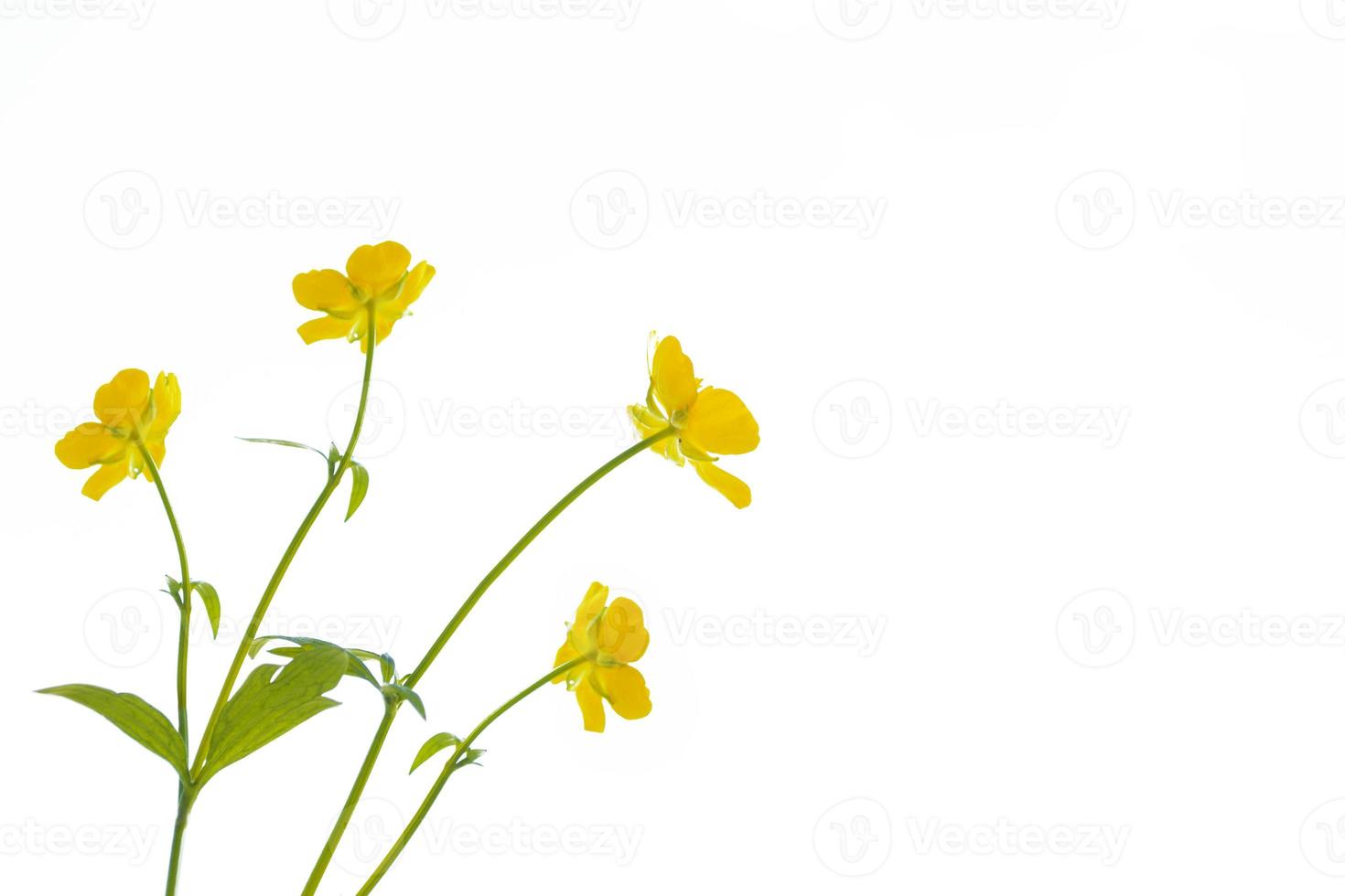 Yellow wildflowers buttercup isolated on white background. photo