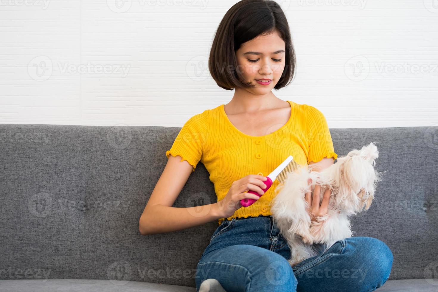 Beautiful woman combing shihtzu dog hairs and sitting on a sofa at home