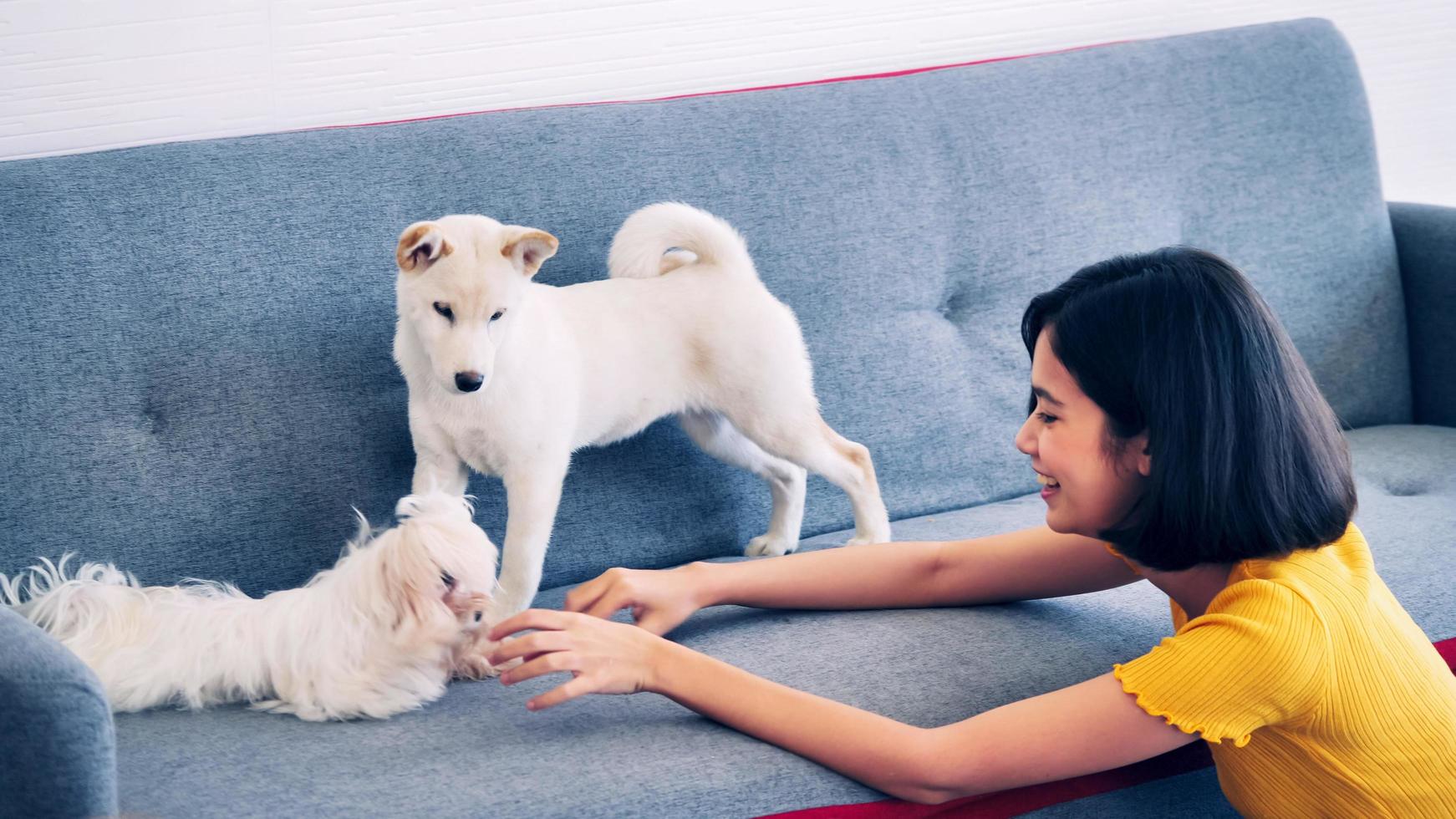 Happy woman playing with shiba inu and shihtzu dog on a sofa at home photo
