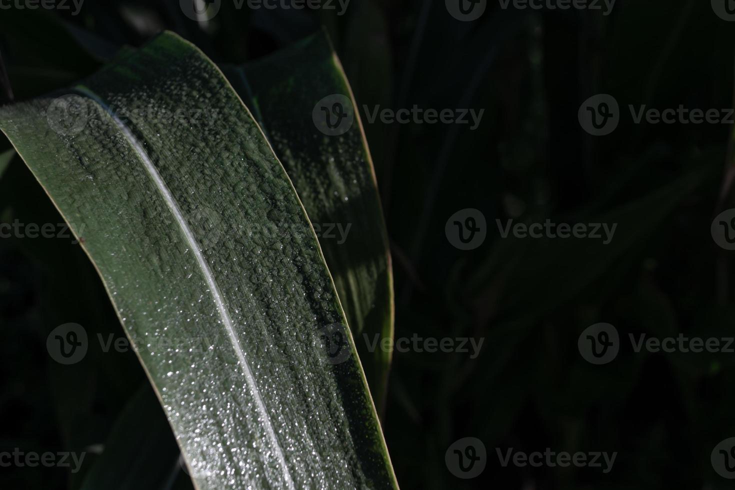 Small drops of dew on a leaf of corn photo
