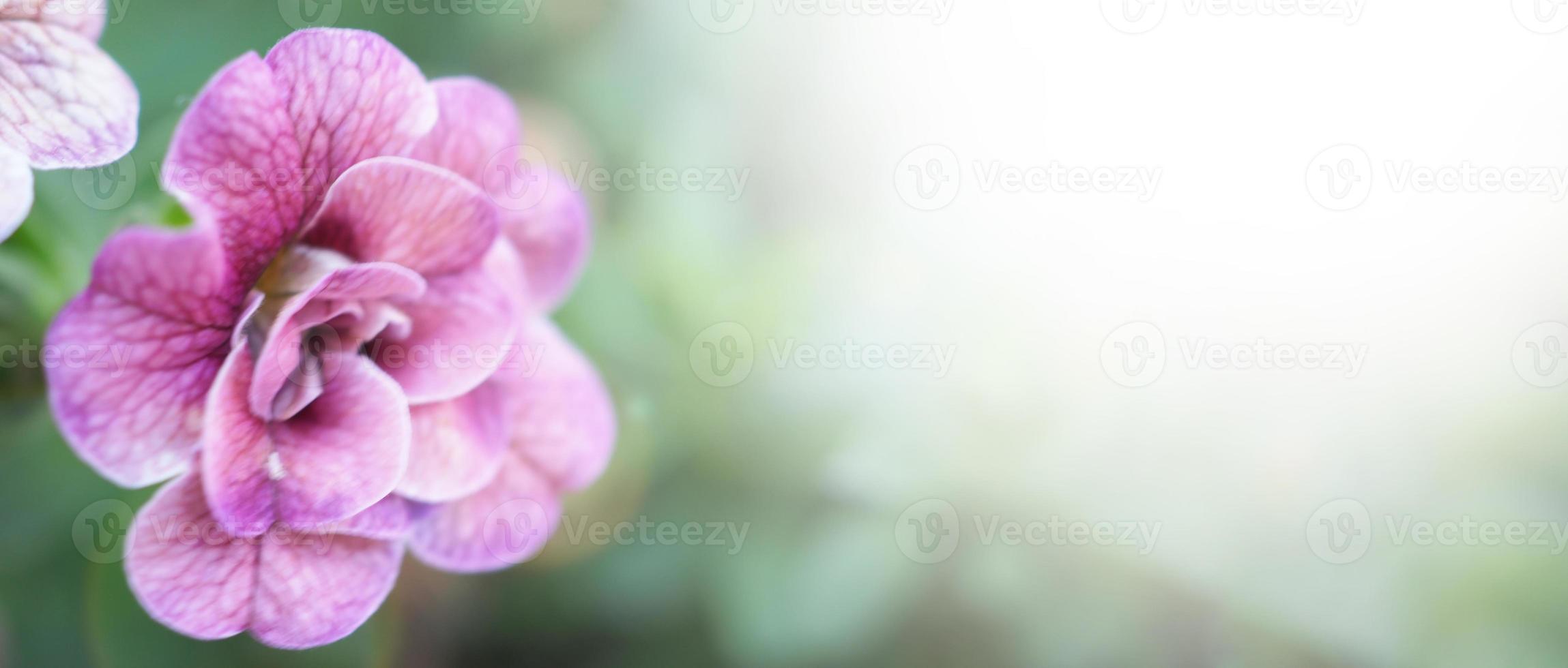 Close up images of Double Impattiens rose are popular garden annuals. photo