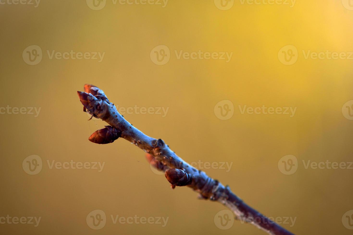 First leaves closeup photo