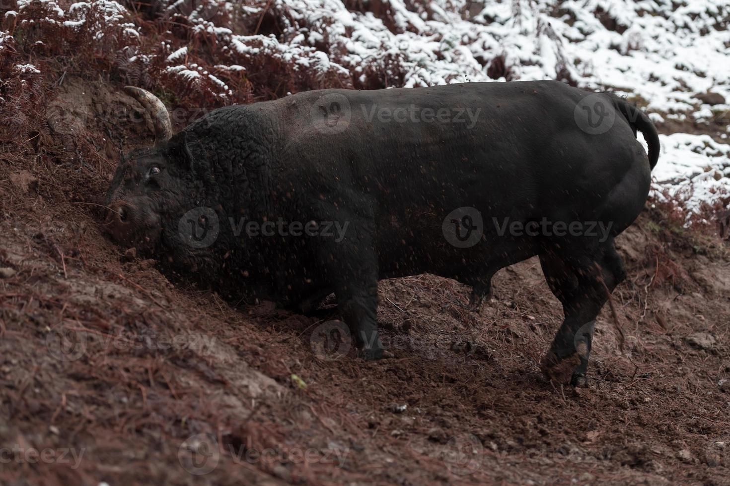 A big black bull stabs its horns into the snowy ground and trains to fight in the arena. The concept of bullfighting. Selective focus photo