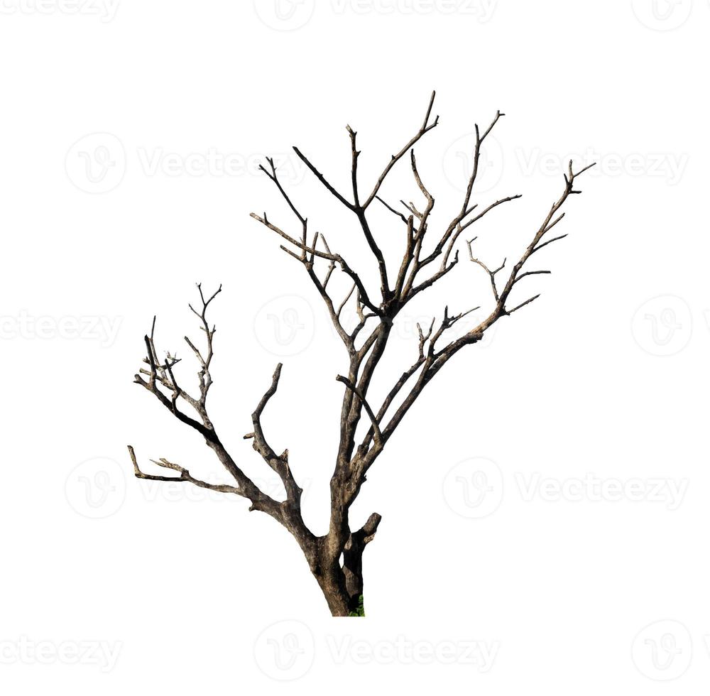 Dead tree that are isolated on a white background are suitable for both printing and web pages photo