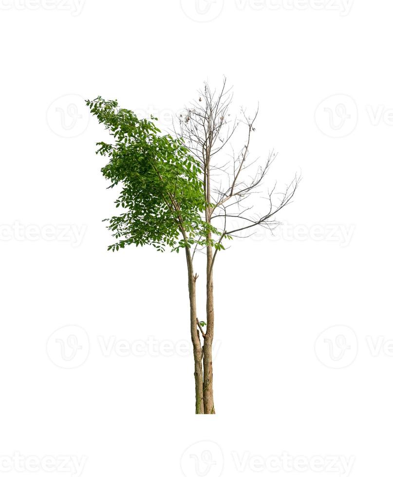 Tree that are isolated on a white background are suitable for both printing and web pages photo