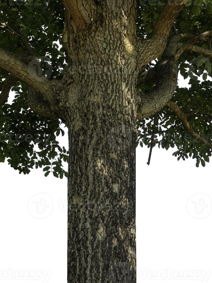 tronco de un árbol aislado sobre fondo blanco foto