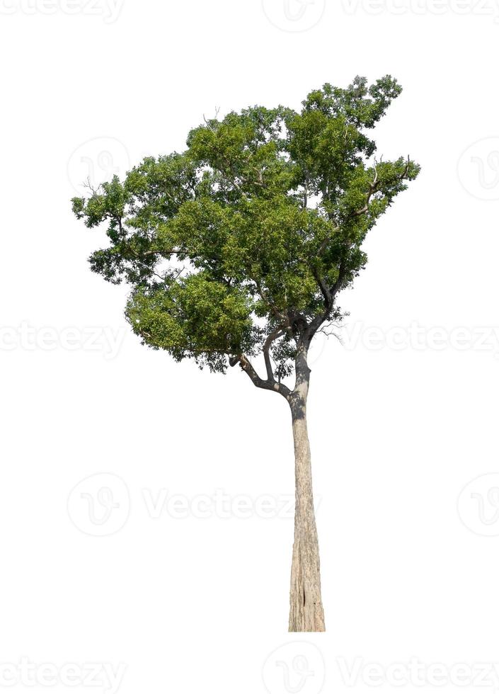 Tree that are isolated on a white background are suitable for both printing and web pages photo