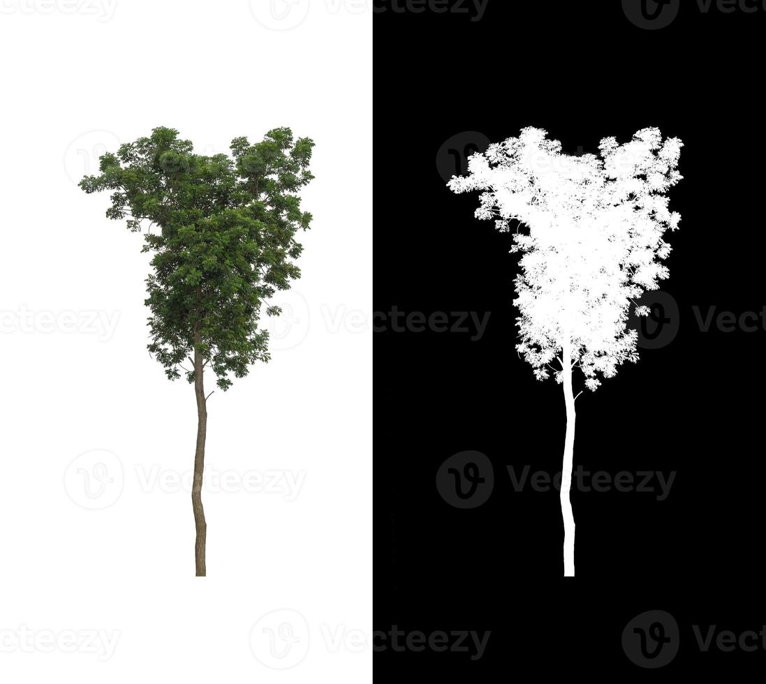 single tree with clipping path and alpha channel on black background photo