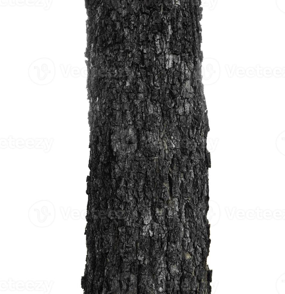 Trunk of a Tree Isolated On White Background photo