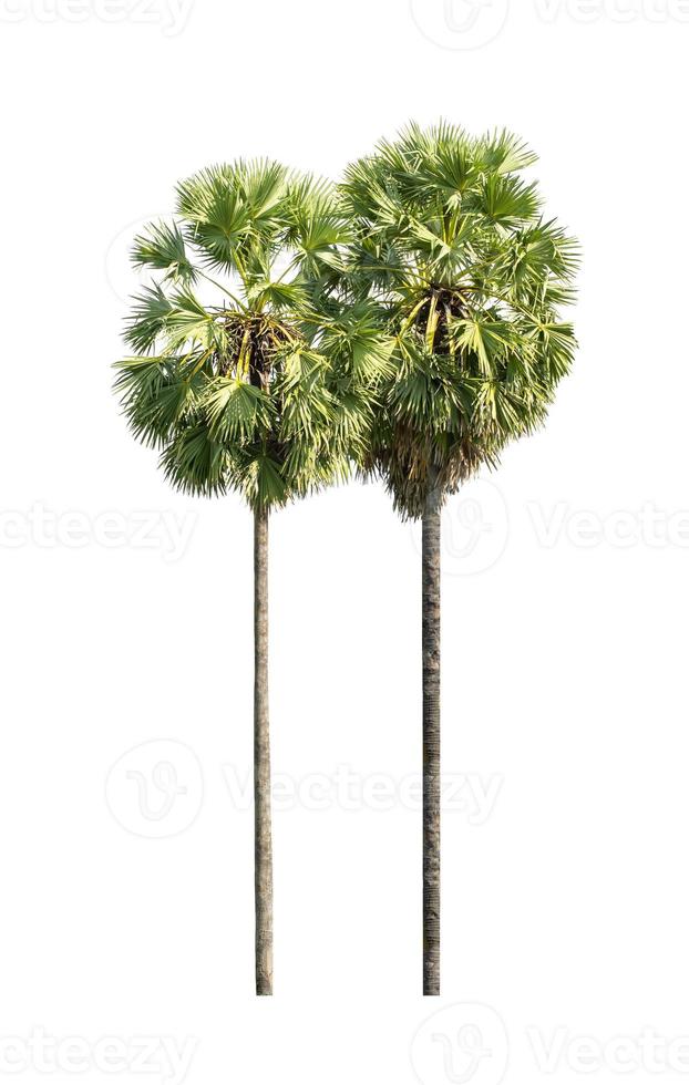 sugar palm that are isolated on a white background are suitable for both printing and web pages photo