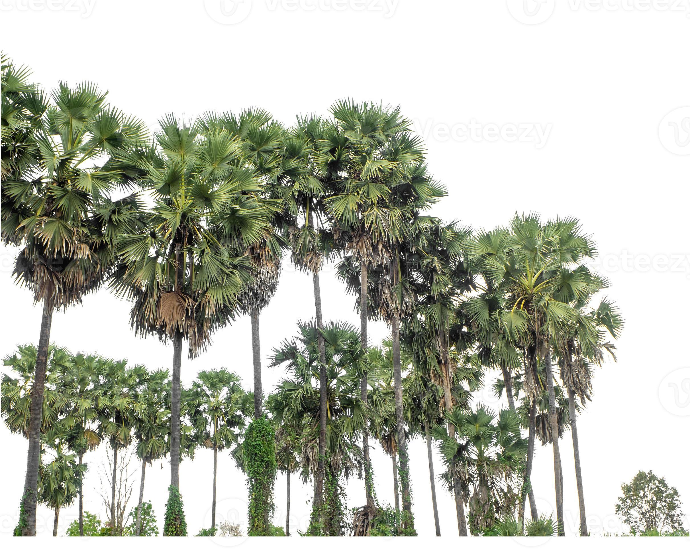 Palm tree group. High resolution tree landscape isolated on white