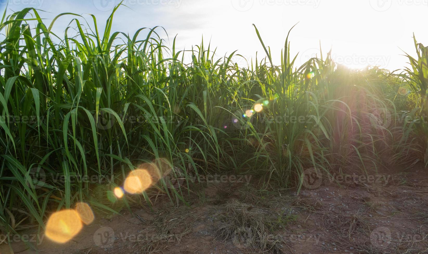 Sugarcane plantations,the agriculture tropical plant in Thailand. photo