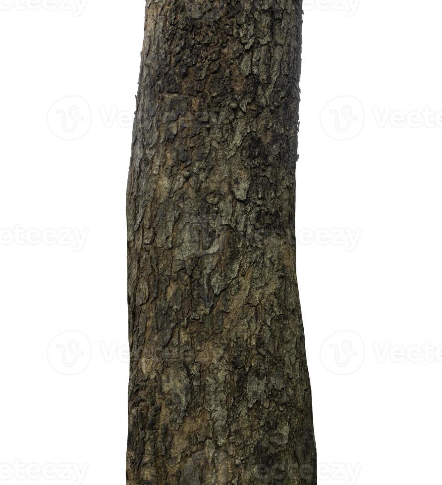 Trunk of a Tree Isolated On White Background photo