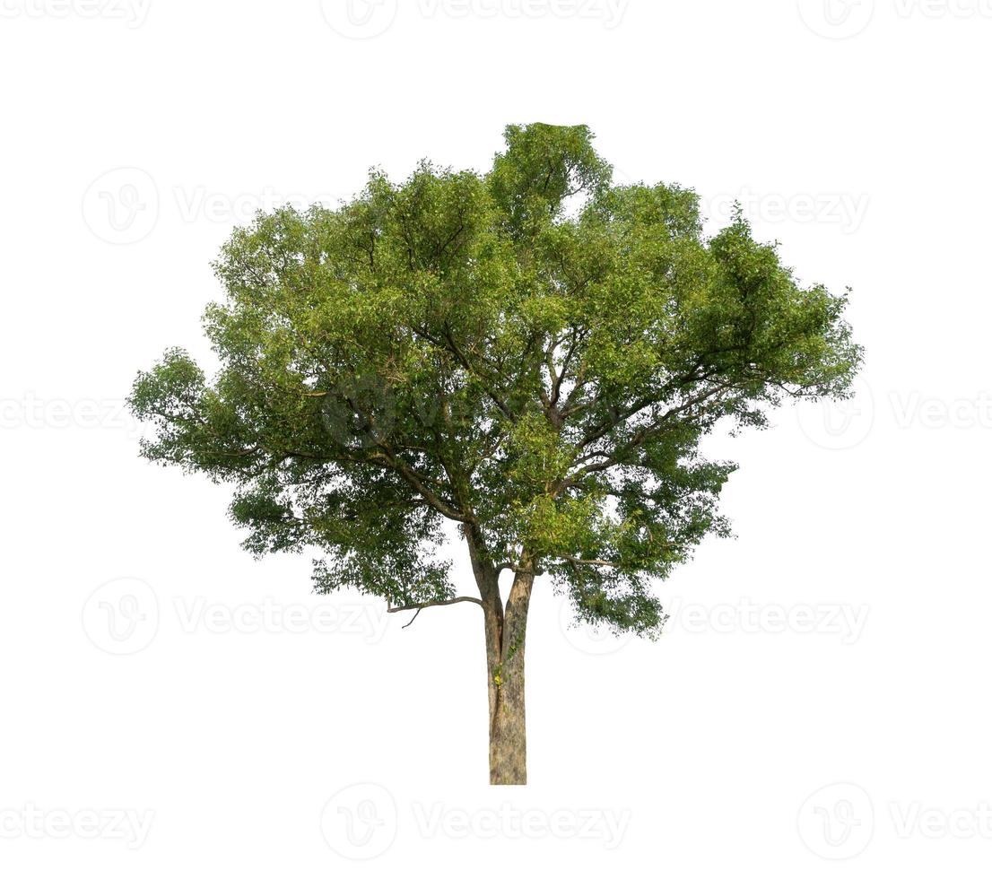 Tree that are isolated on a white background are suitable for both printing and web pages photo