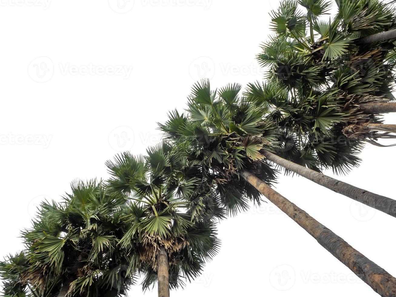 Palm tree group. High resolution tree landscape isolated on white background for print and web page with cut paths and alpha channels. photo