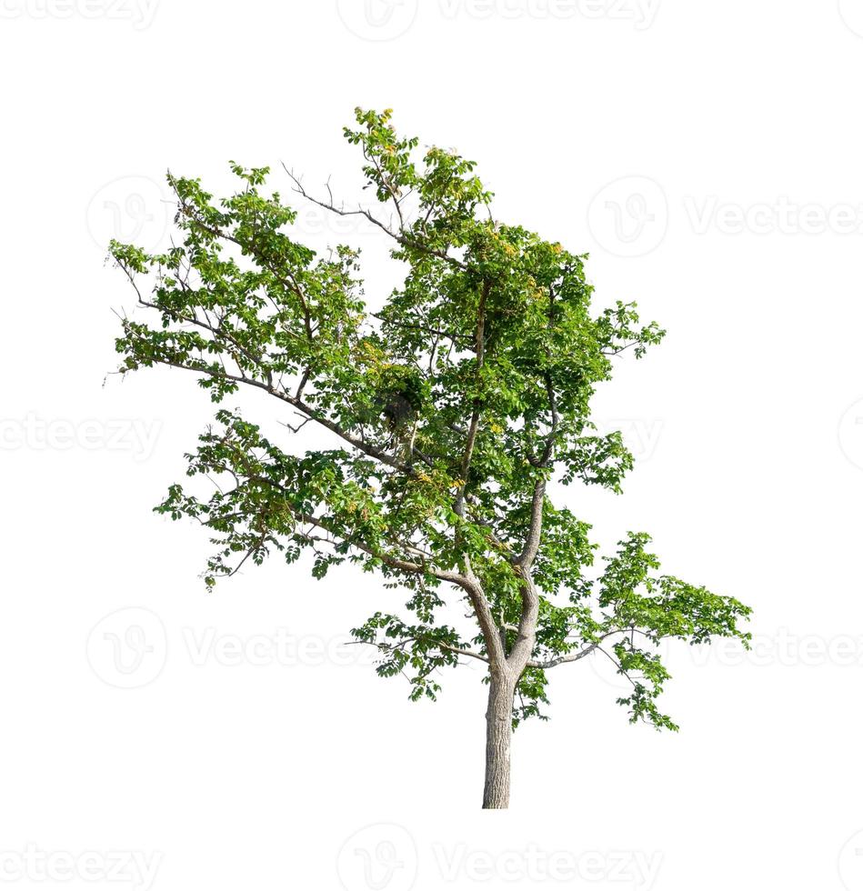 Tree that are isolated on a white background are suitable for both printing and web pages photo