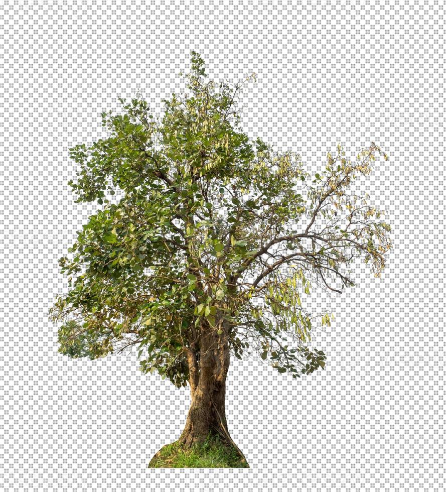 Trees that are isolated on a transparent  background are suitable for both printing and web pages photo