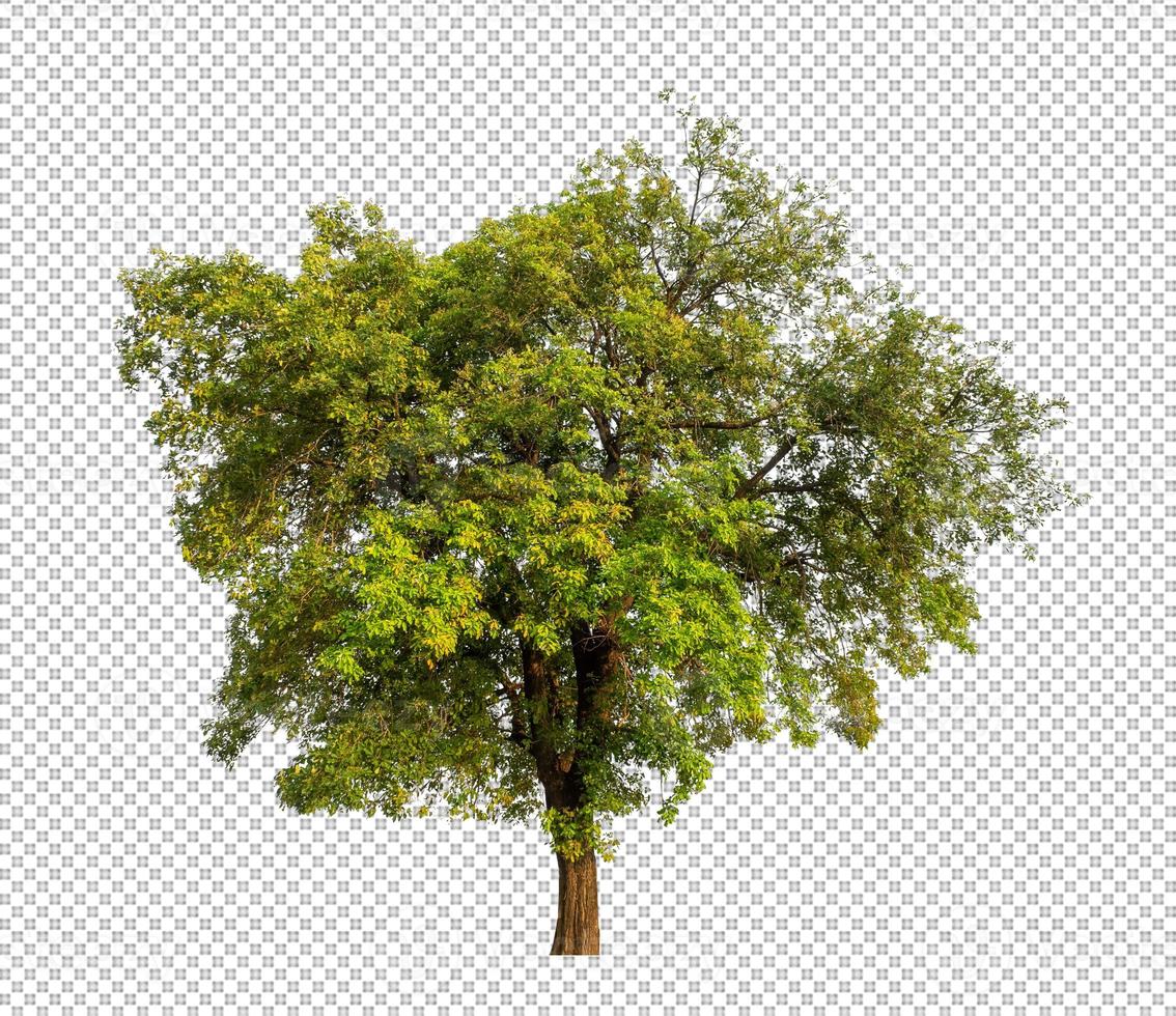 Trees that are isolated on a transparent  background are suitable for both printing and web pages photo