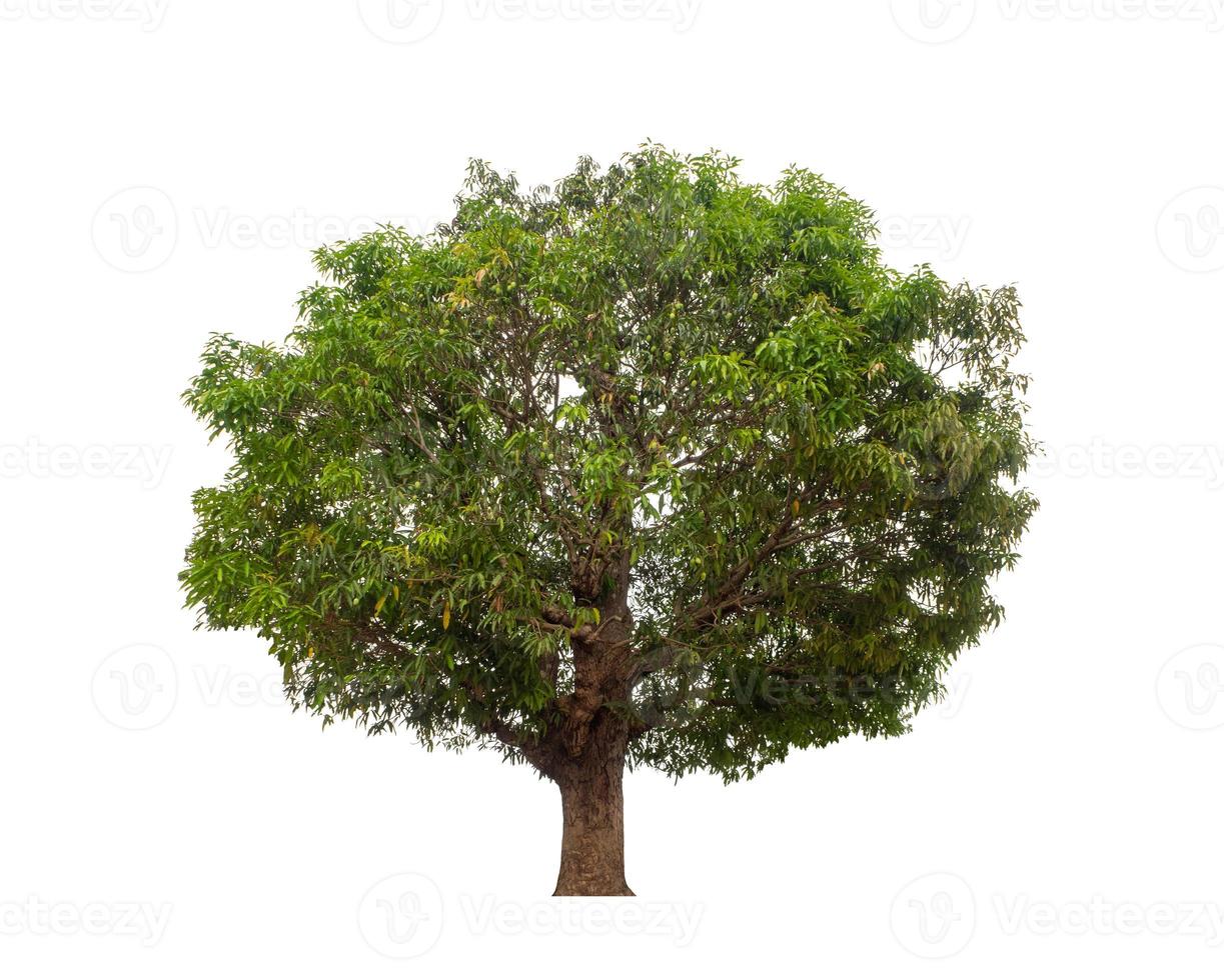 Tree that are isolated on a white background are suitable for both printing and web pages photo