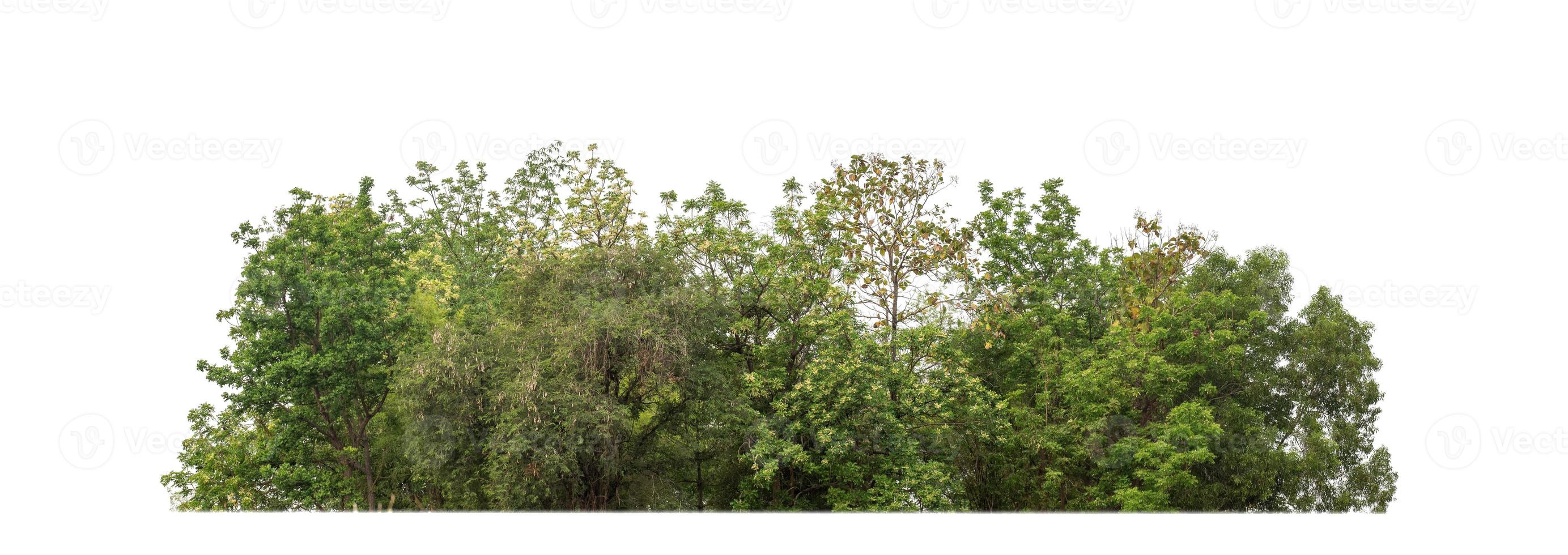 árboles verdes aislados en fondo blanco.son bosques y follaje en verano tanto para impresión como para páginas web con ruta de corte y canal alfa foto