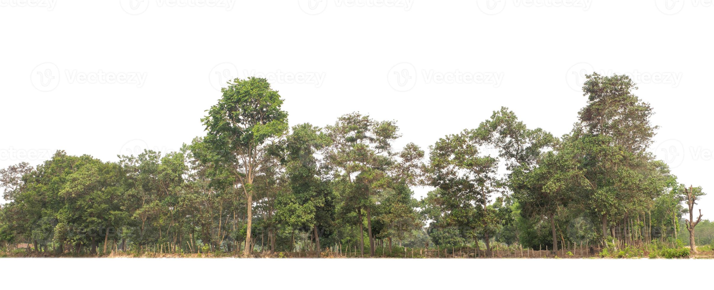 árboles verdes aislados en fondo blanco.son bosques y follaje en verano tanto para impresión como para páginas web con ruta de corte y canal alfa foto