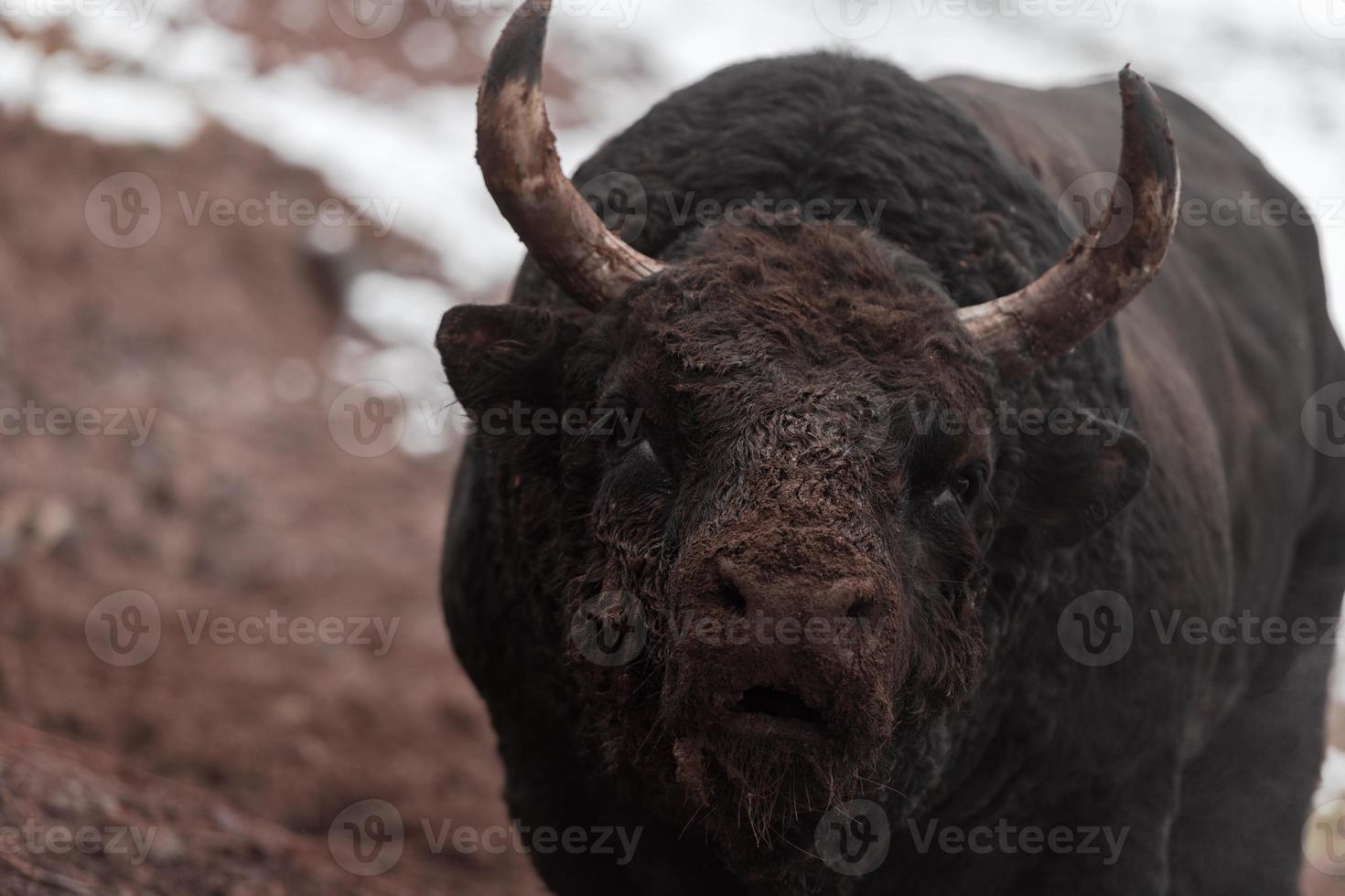 A big black bull stabs its horns into the snowy ground and trains to fight in the arena. The concept of bullfighting. Selective focus photo