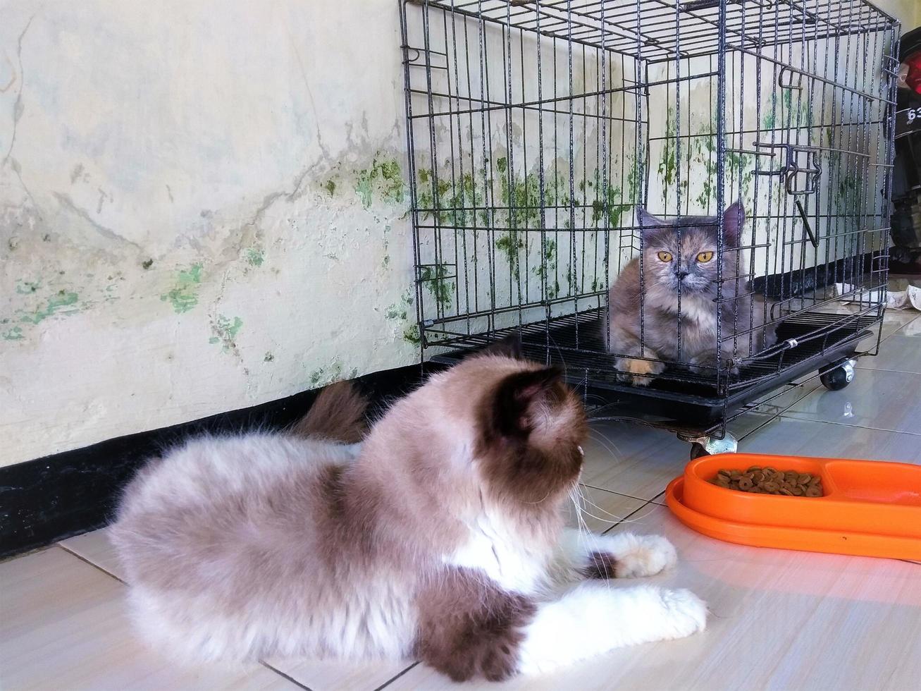 lindo gato se relaja y se sienta en la jaula. foto