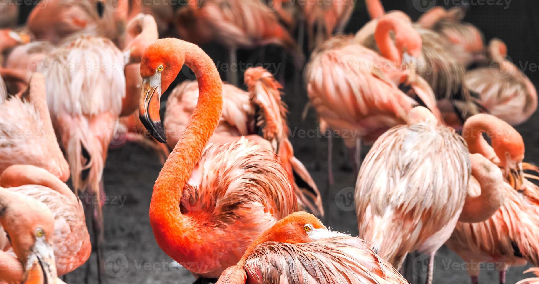 Group of flamingos standing together in the park. photo