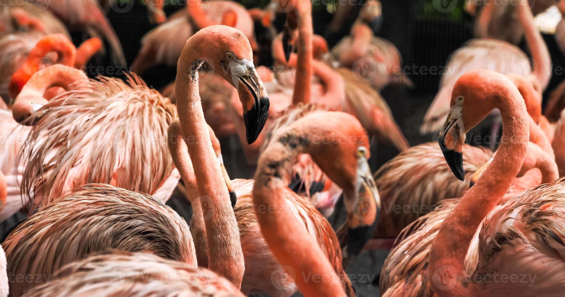 Group of flamingos standing together in the park. photo