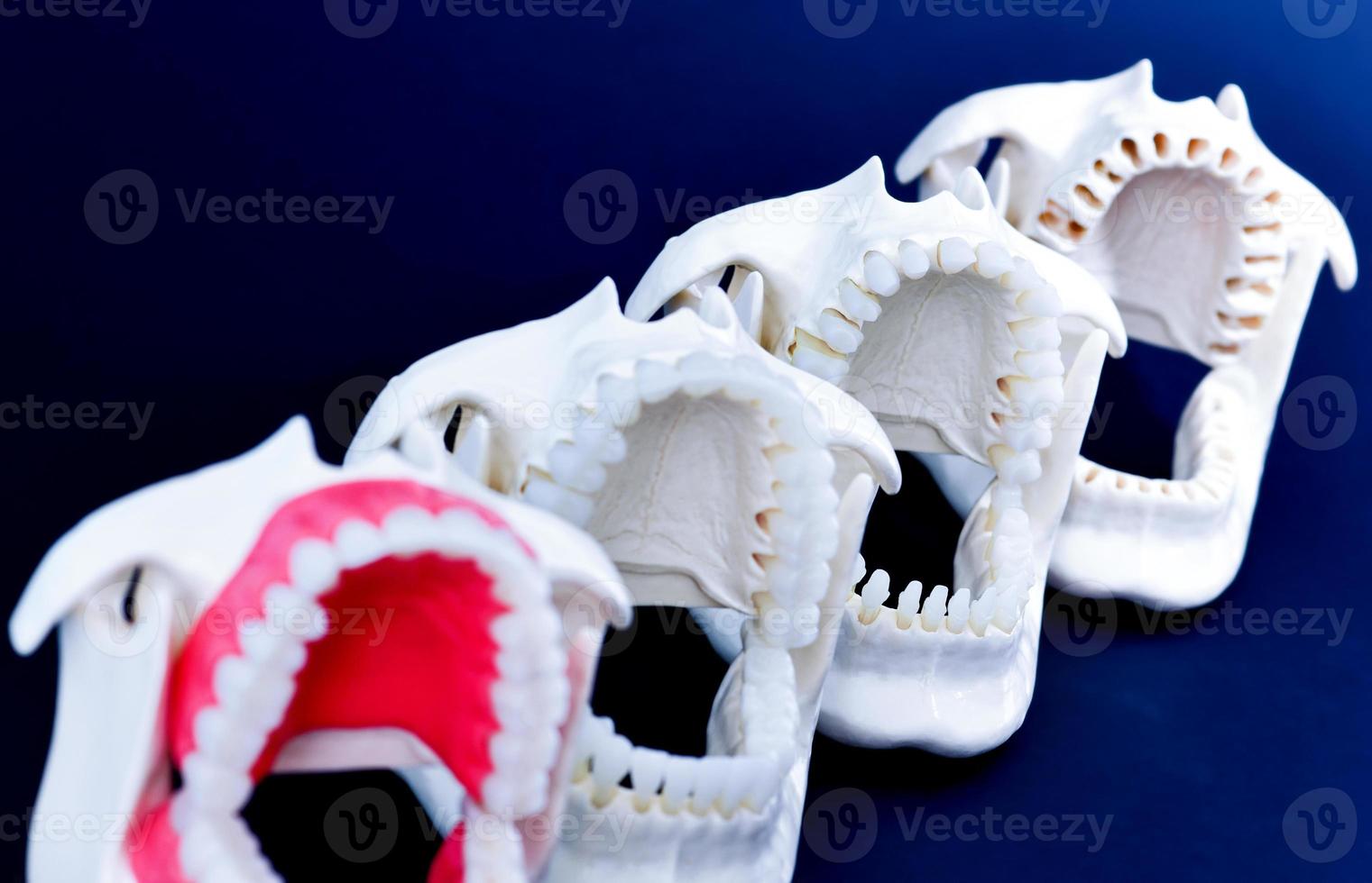 Dentist orthodontic teeth models photo