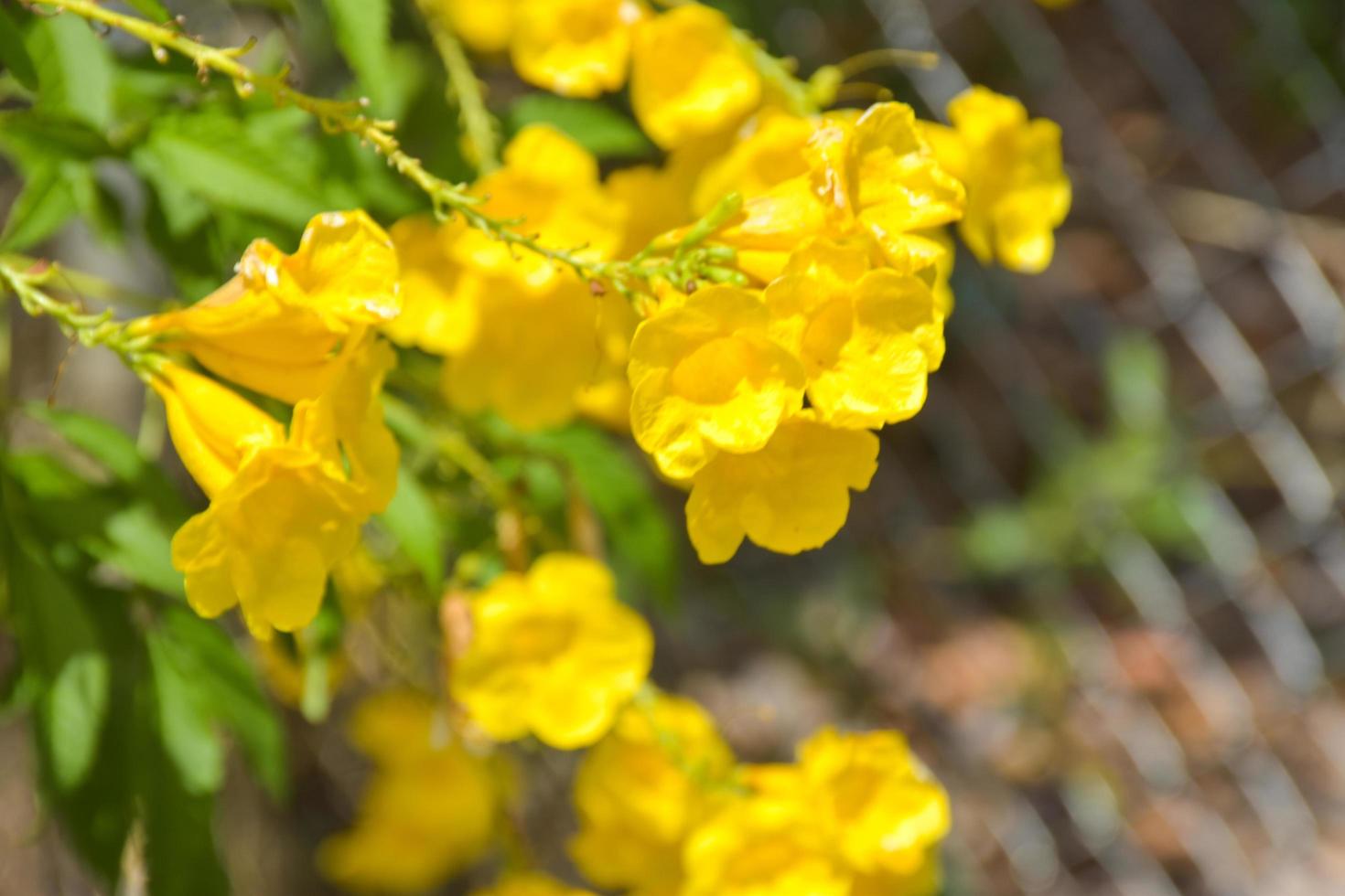 Yellow elder flower blooming in garden beauty nature and soft blue