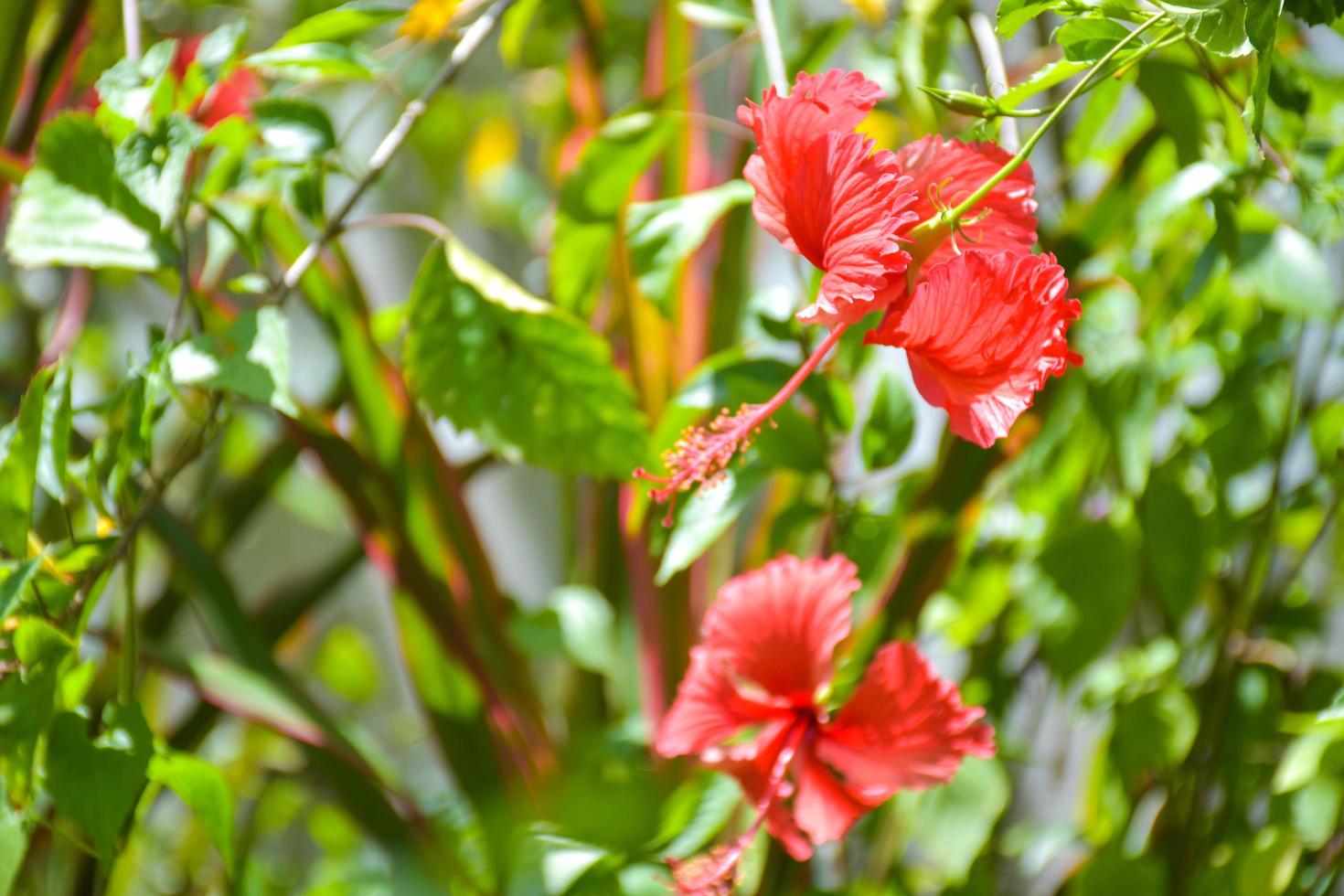 red Hibiscus flower blooming in garden soft blur and light bokeh. photo