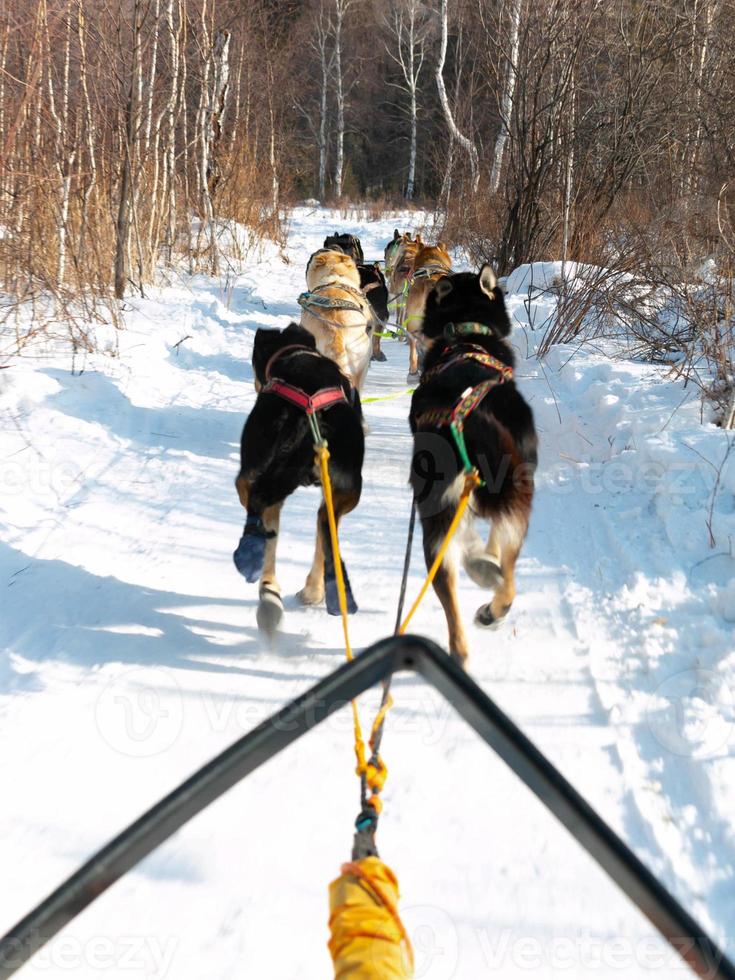 Dog sledding take tourists touch nature and excited experience. Travel activity in Listvyanka village in Russia. photo